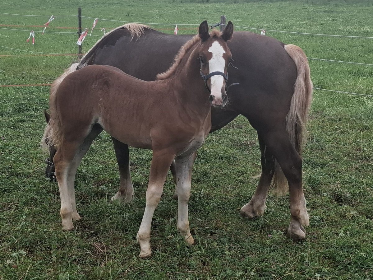 Cavallo della foresta nera Stallone Puledri (06/2024) Baio in Aalen