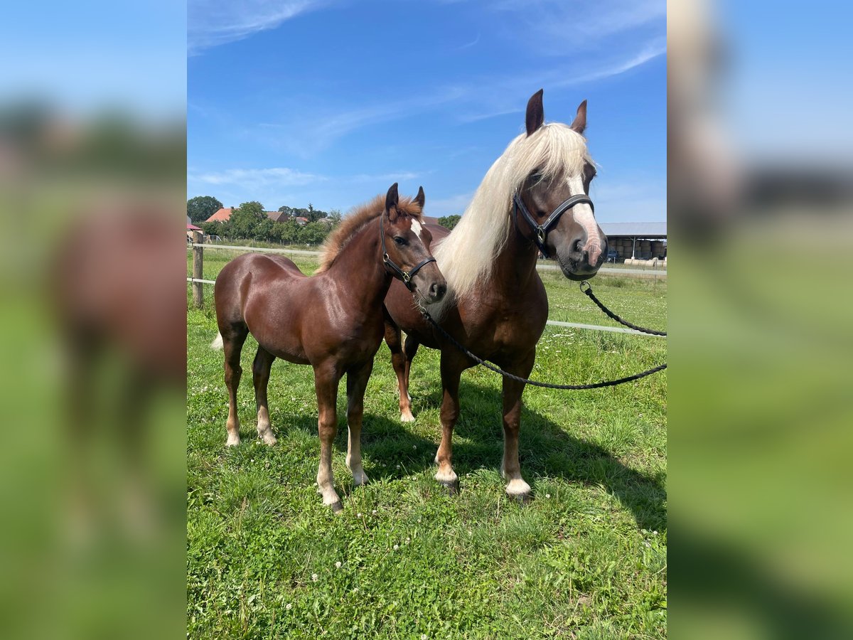 Cavallo della foresta nera Stallone Puledri
 (04/2024) in Belgern