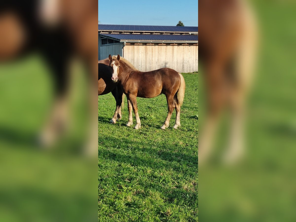 Cavallo della foresta nera Stallone  Sauro in Berg