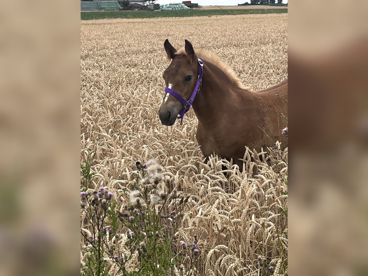 Cavallo della foresta nera Stallone  Sauro in Reichelsheim