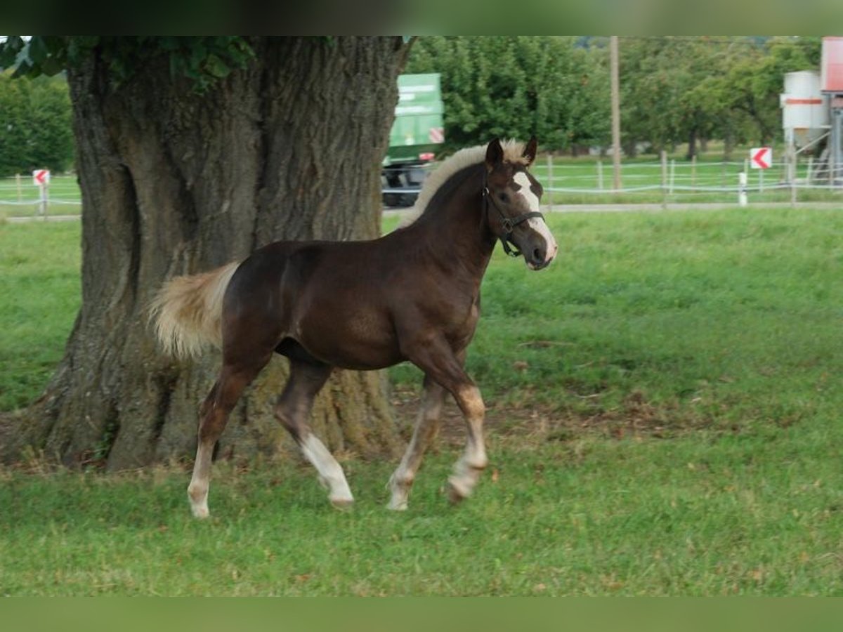 Cavallo della foresta nera Stallone Puledri (03/2025) Sauro scuro in Lonsee