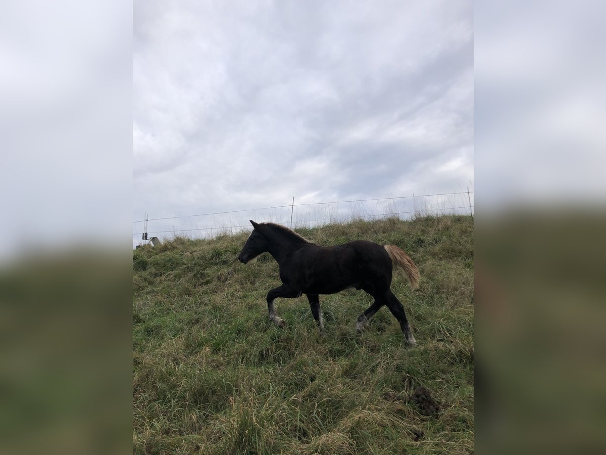 Cavallo della foresta nera Stallone Puledri (05/2025) Sauro scuro in Hermaringen