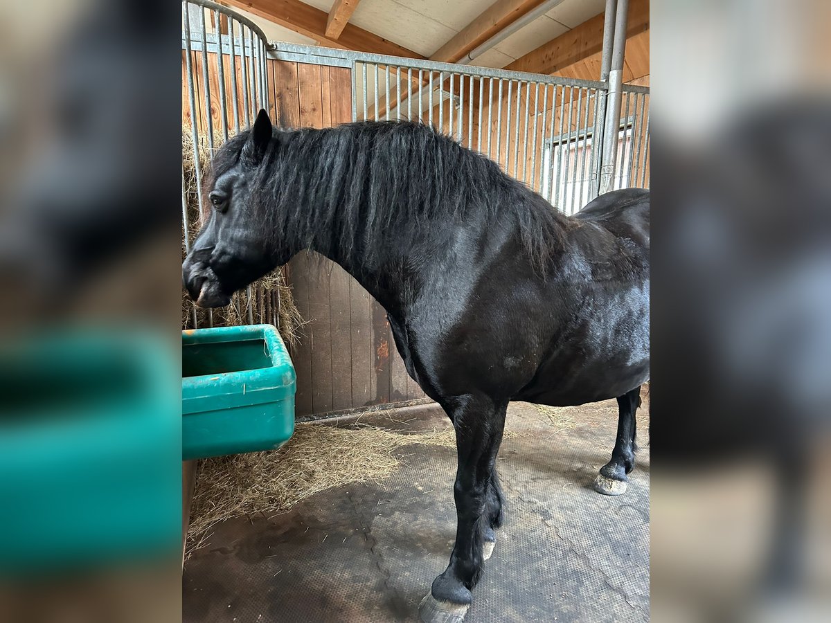 Cavallo di Merens Castrone 13 Anni 150 cm Morello in Rotenhain- Todtenberg