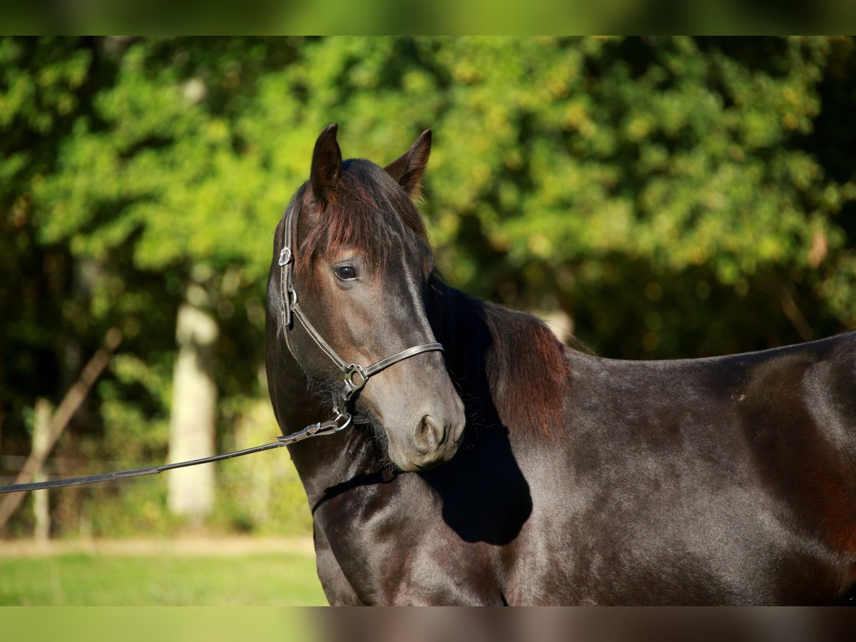 Cavallo di Merens Castrone 3 Anni 150 cm Morello in CAUMONT