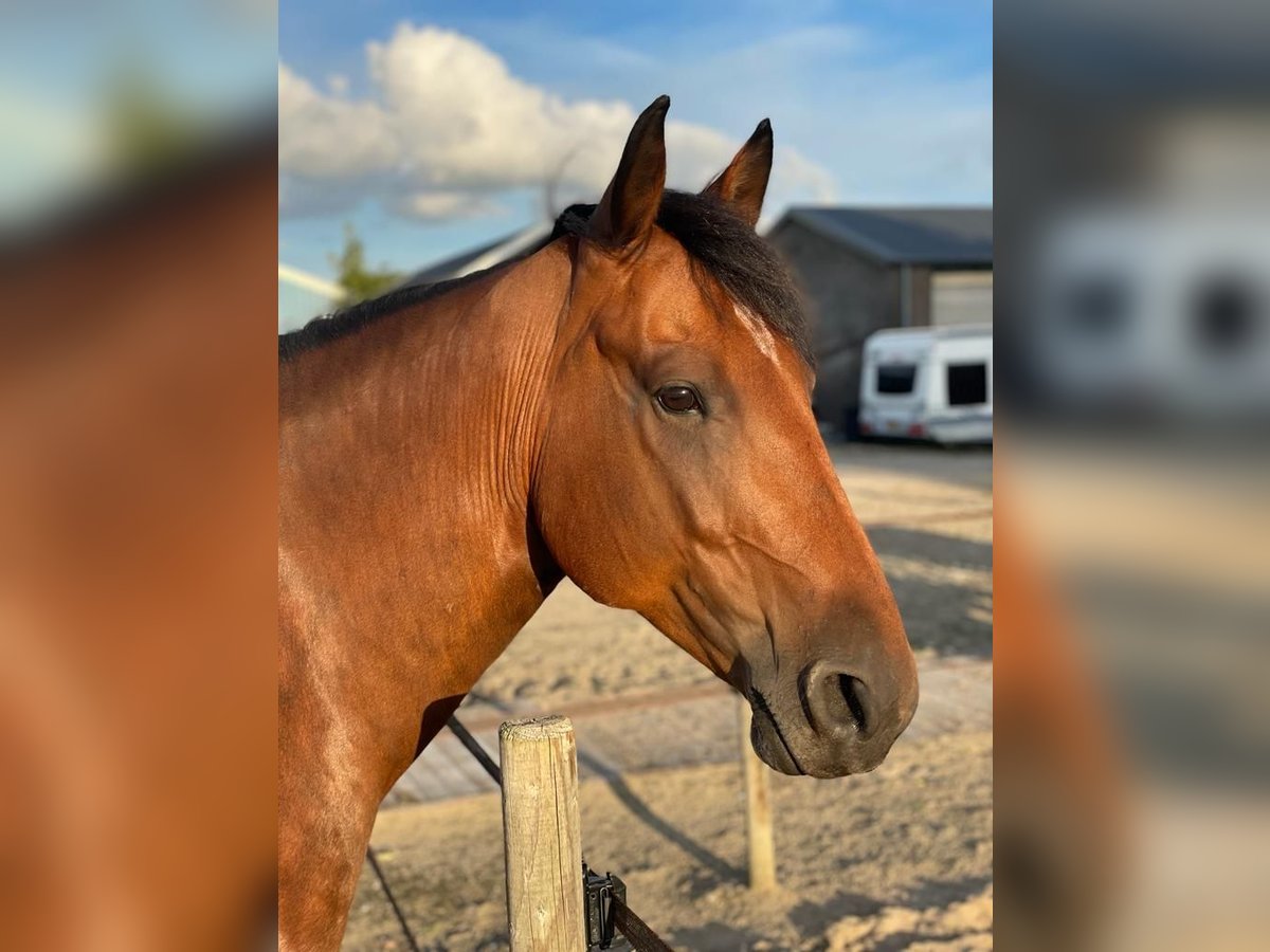 Cavallo di Merens Mix Castrone 9 Anni 156 cm Baio in Aarlanderveen