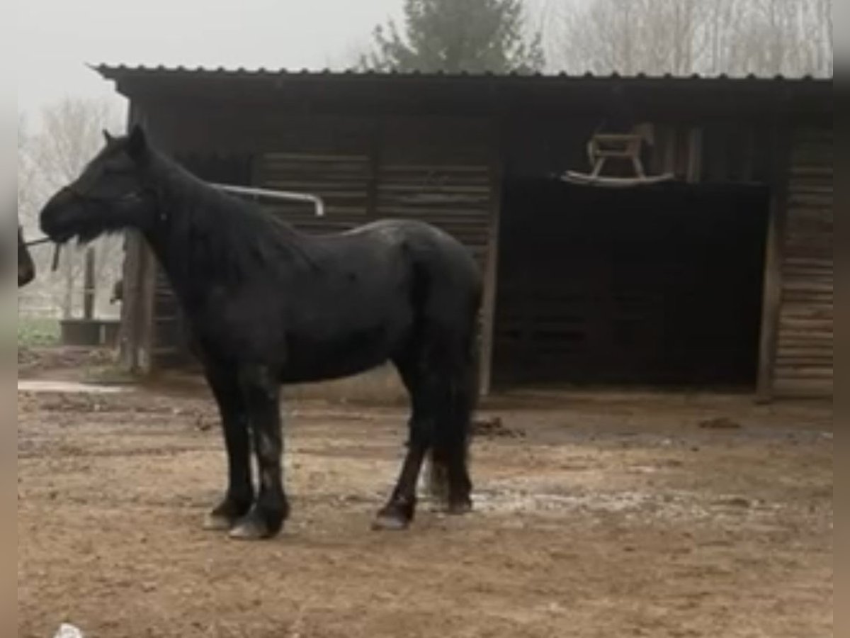 Cavallo di Merens Giumenta 10 Anni 145 cm Morello in Buchholz (Westerwald)