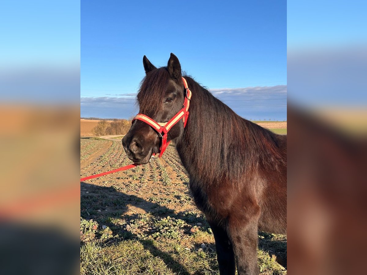 Cavallo di Merens Mix Giumenta 11 Anni 130 cm Morello in Steinsoultz