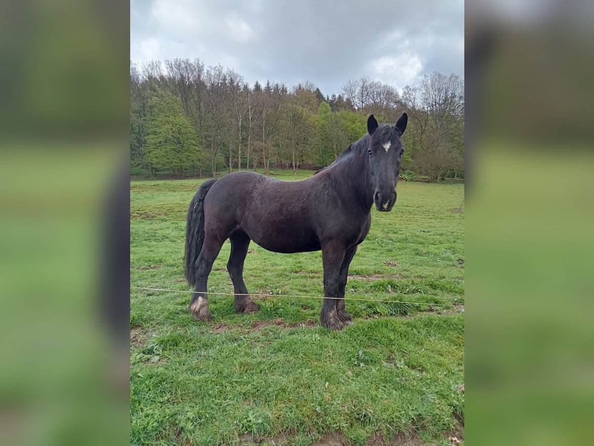 Cavallo di Merens Giumenta 15 Anni 154 cm Morello in Reyersviller