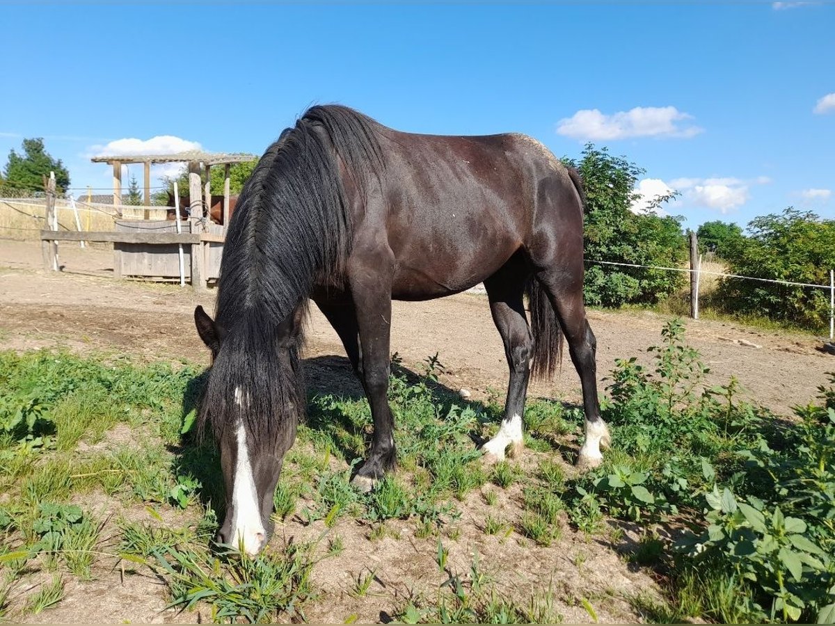 Cavallo di Merens Mix Giumenta 3 Anni 150 cm in Spannberg