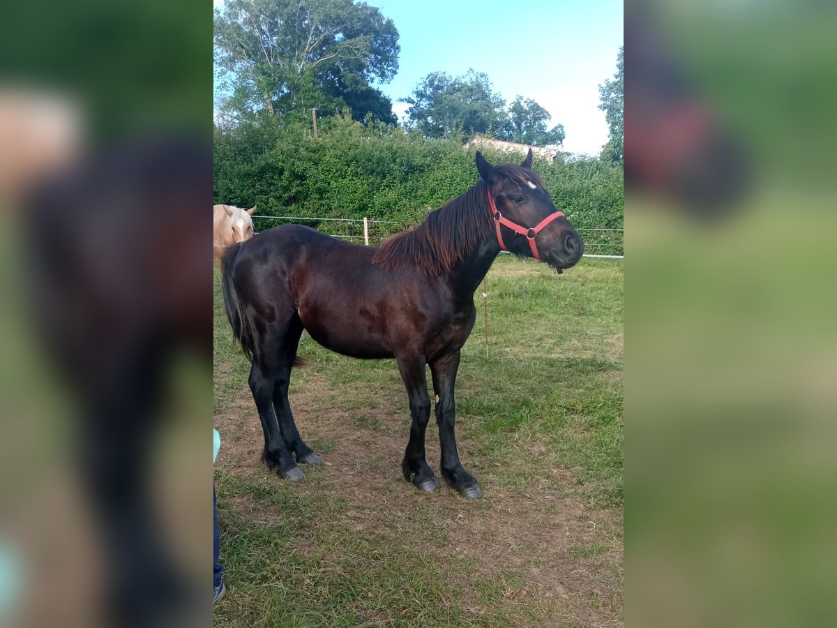 Cavallo di Merens Stallone 1 Anno Morello in Saint Gaudens