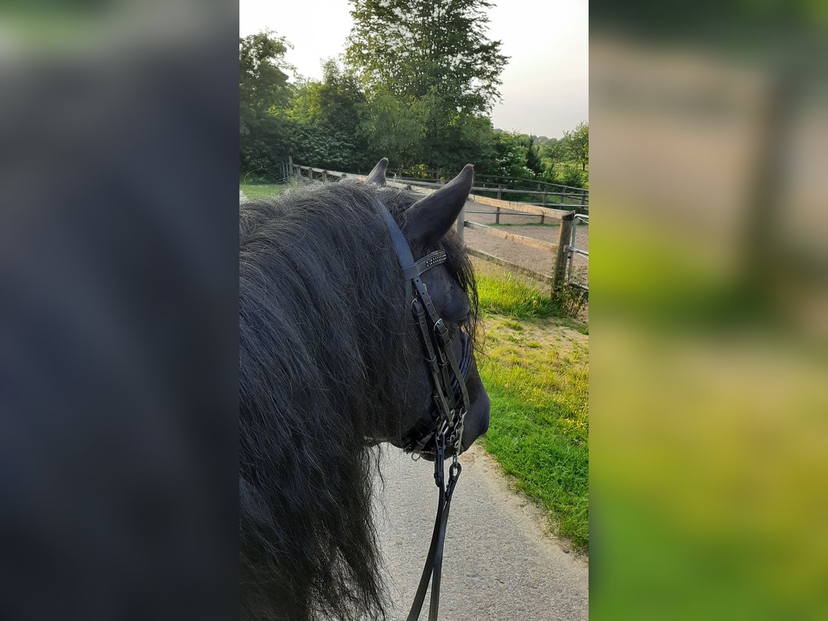 Cavallo di Merens Stallone in Ibbenb&#xFC;ren