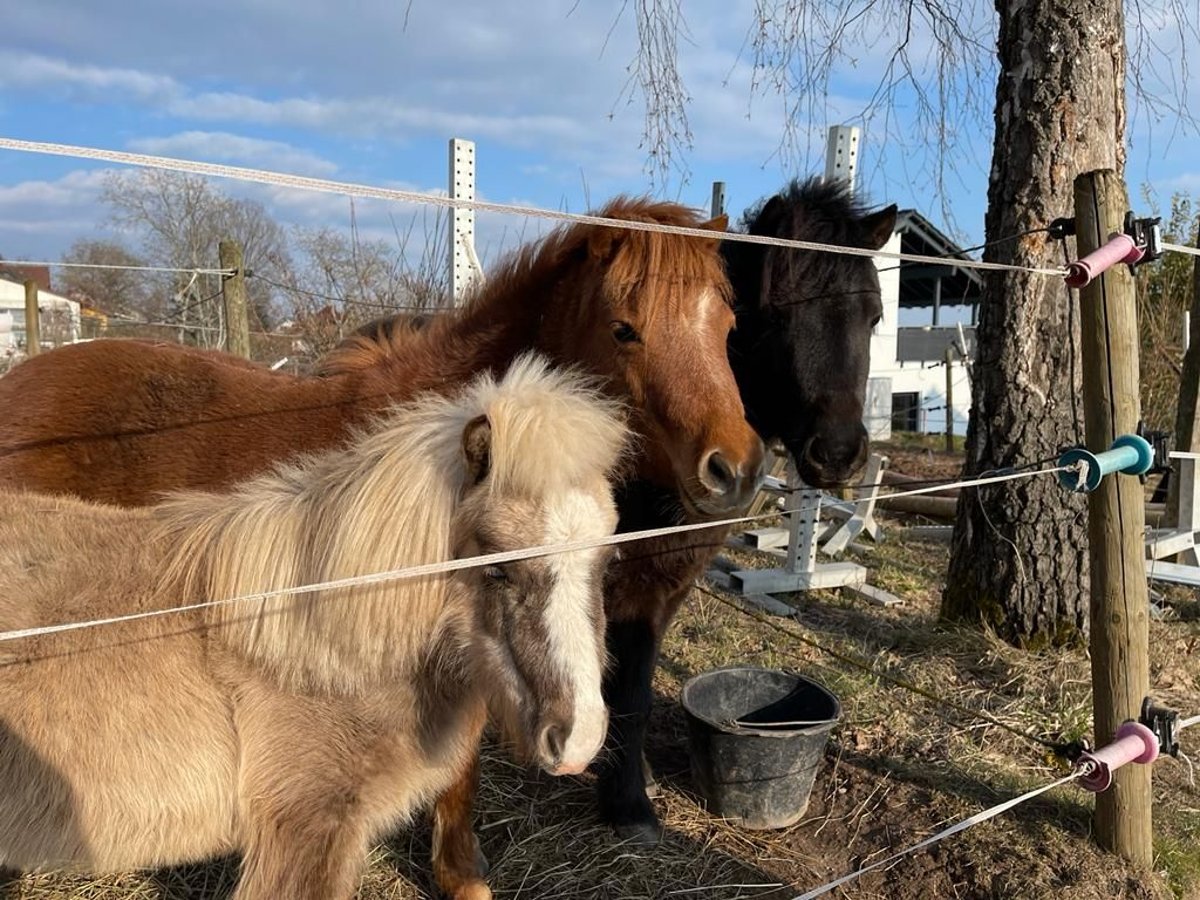 Cavallo in miniatura americano Castrone 11 Anni in Schwörstadt