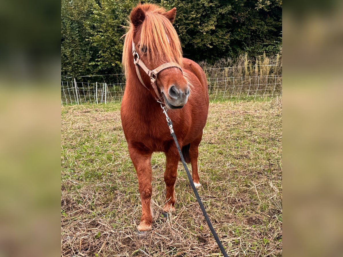 Cavallo in miniatura americano Castrone 11 Anni in Schwörstadt