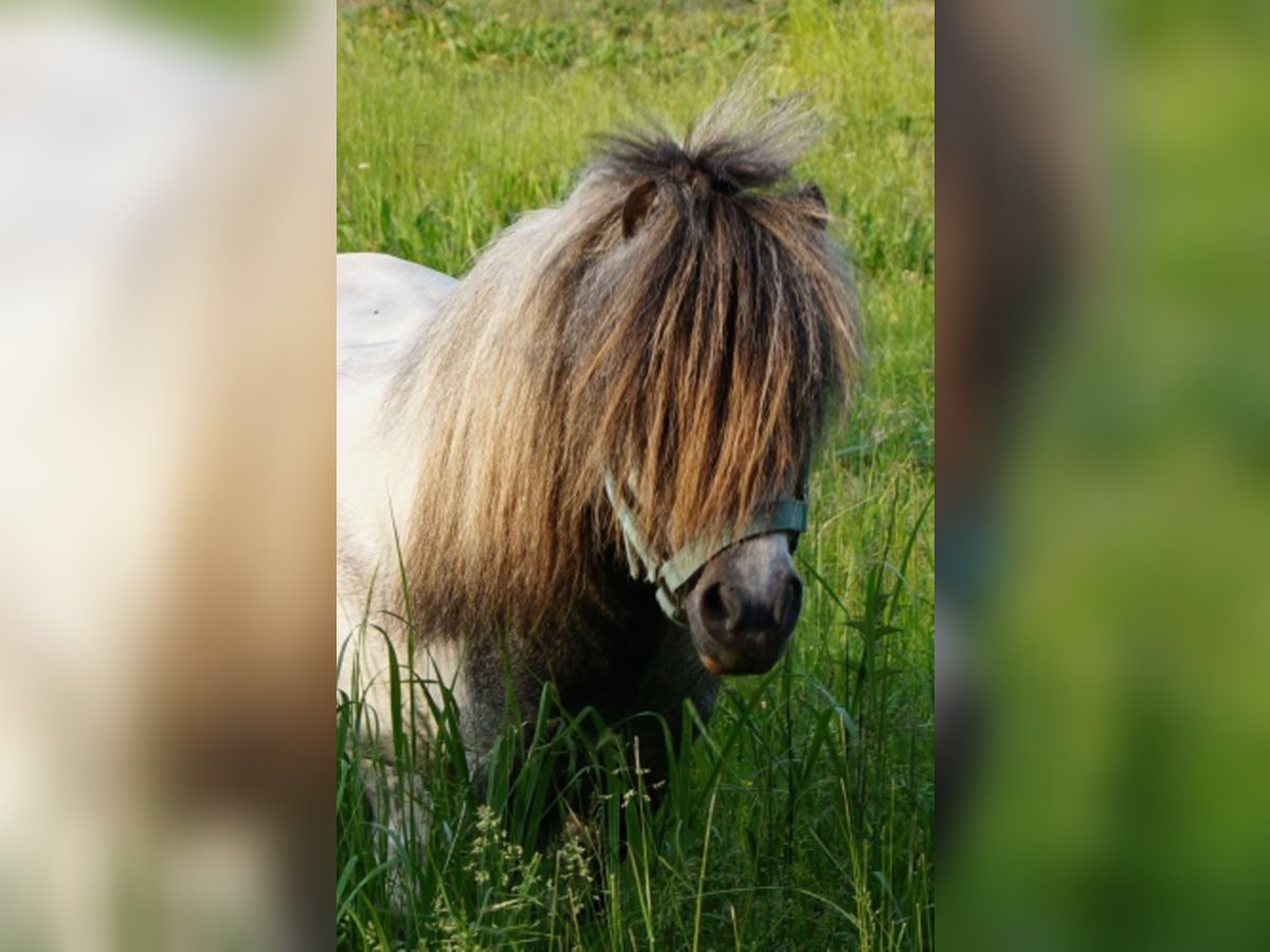 Cavallo in miniatura americano Castrone 14 Anni Grigio in Reichenwalde