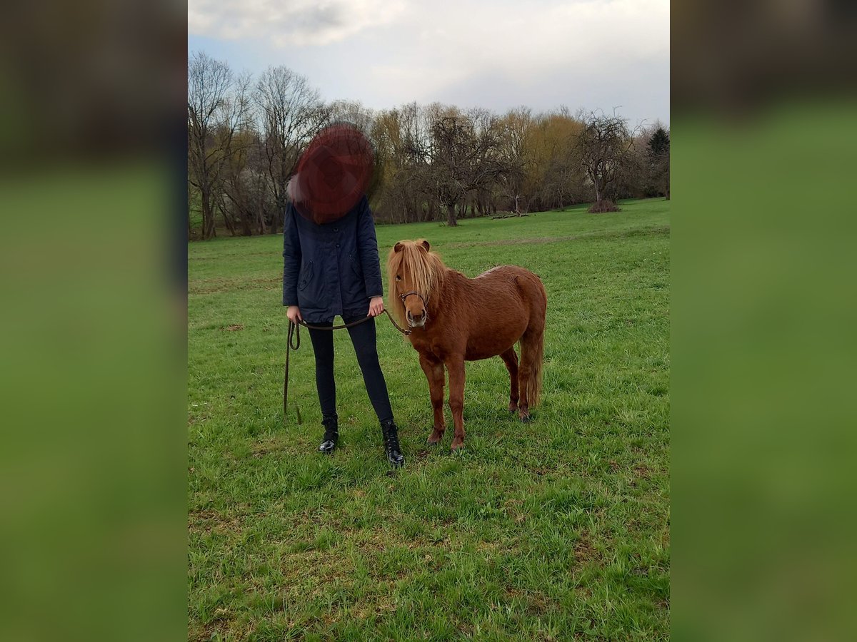 Cavallo in miniatura americano Giumenta 10 Anni 96 cm Sauro in Straubenhardt