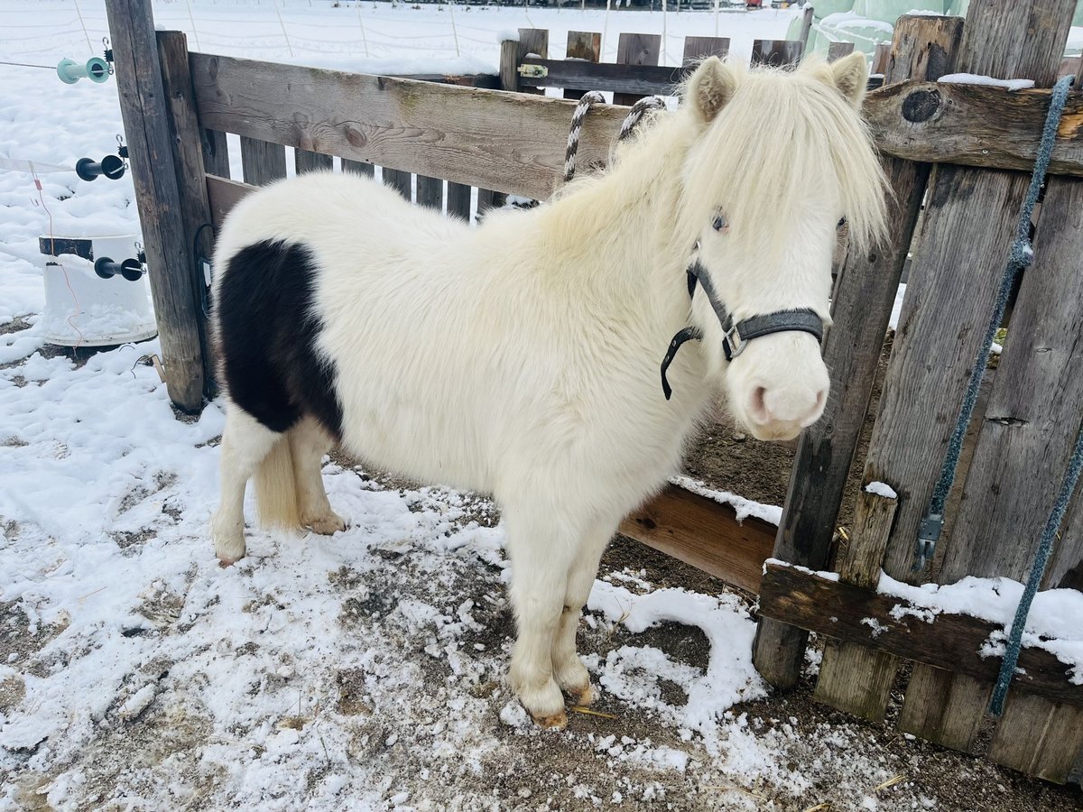 Cavallo in miniatura americano Giumenta 2 Anni 80 cm Pezzato in Bayrischzell