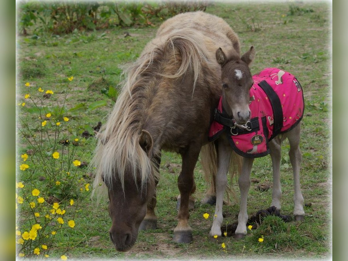 Cavallo in miniatura americano Giumenta 8 Anni in Berd&#39;huis