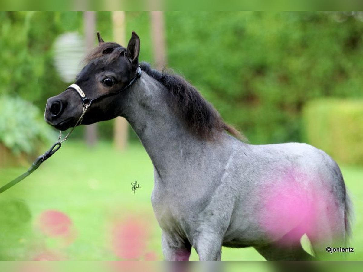 Cavallo in miniatura americano Stallone 1 Anno Roano blu in Leinburg