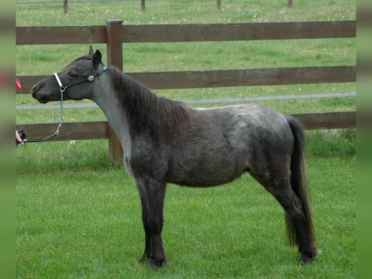 Cavallo in miniatura americano Stallone 1 Anno Roano blu in Leinburg