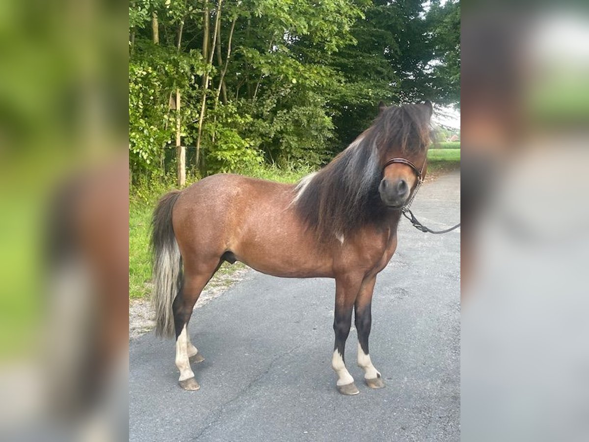 Cavallo in miniatura americano Stallone 3 Anni 80 cm Tobiano-tutti i colori in Bad BentheimBad Bentheim