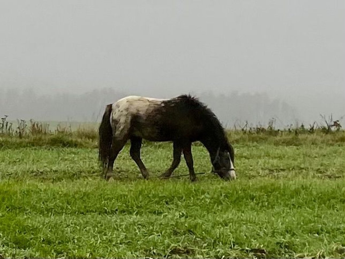 Cavallo in miniatura americano Stallone 4 Anni Pezzato in Horšovský Týn