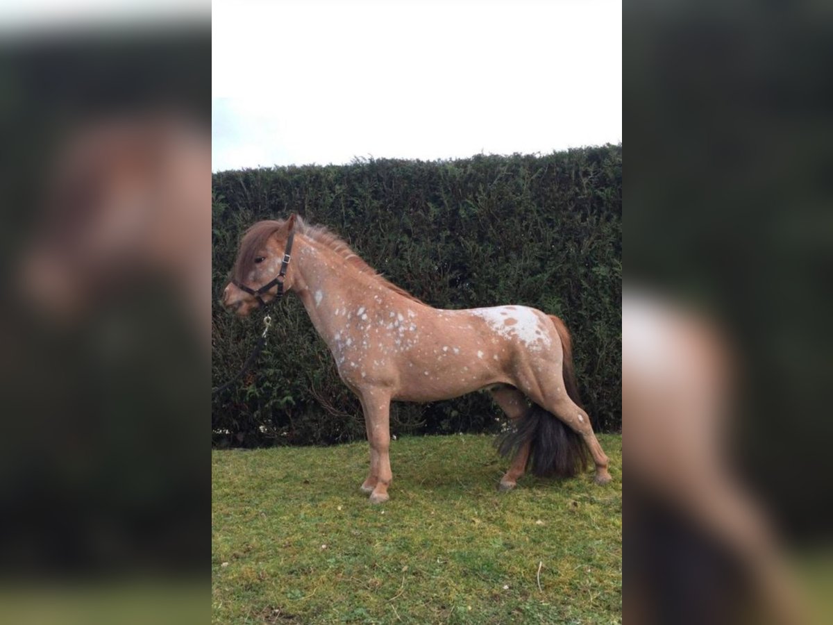 Cavallo in miniatura americano Stallone Grigio rossastro in Revigny-sur-Ornain Cavallo in miniatura americano Stallone Grigio rossastro in Revigny-sur-Ornain