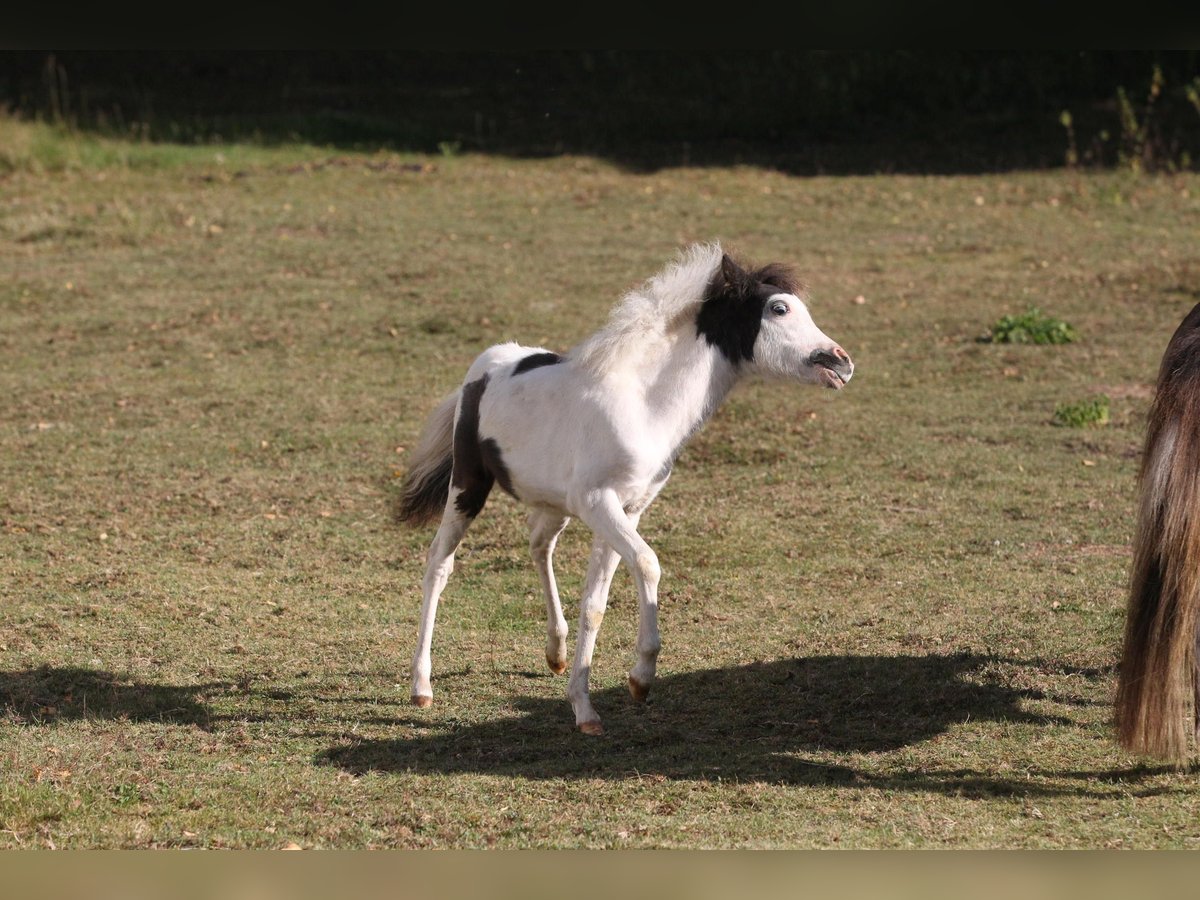 Cavallo in miniatura americano Stallone  80 cm Overo-tutti i colori in Hinterweidenthal