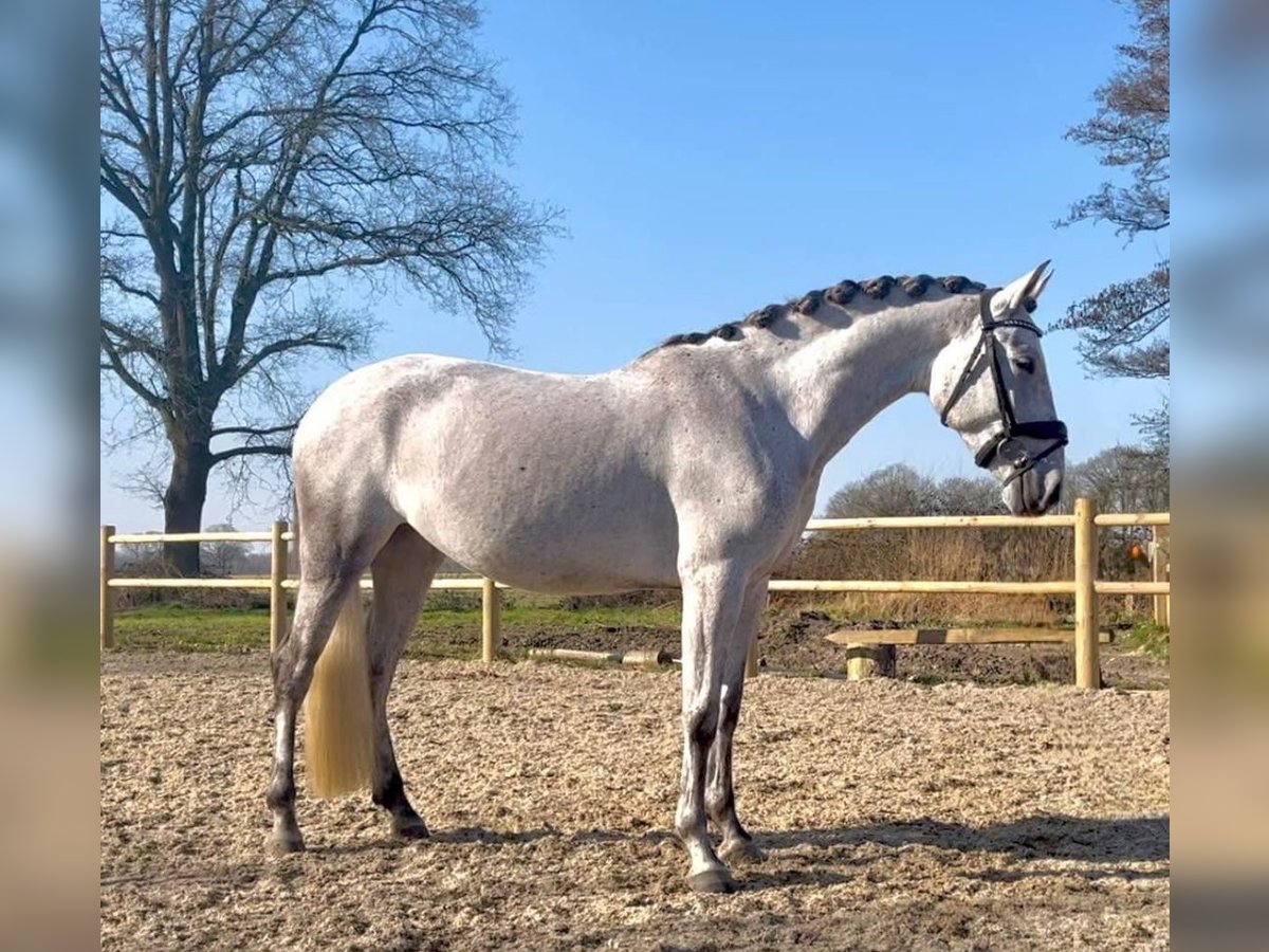 Cavallo Morgan Giumenta 6 Anni 60 cm Bianco in Austin
