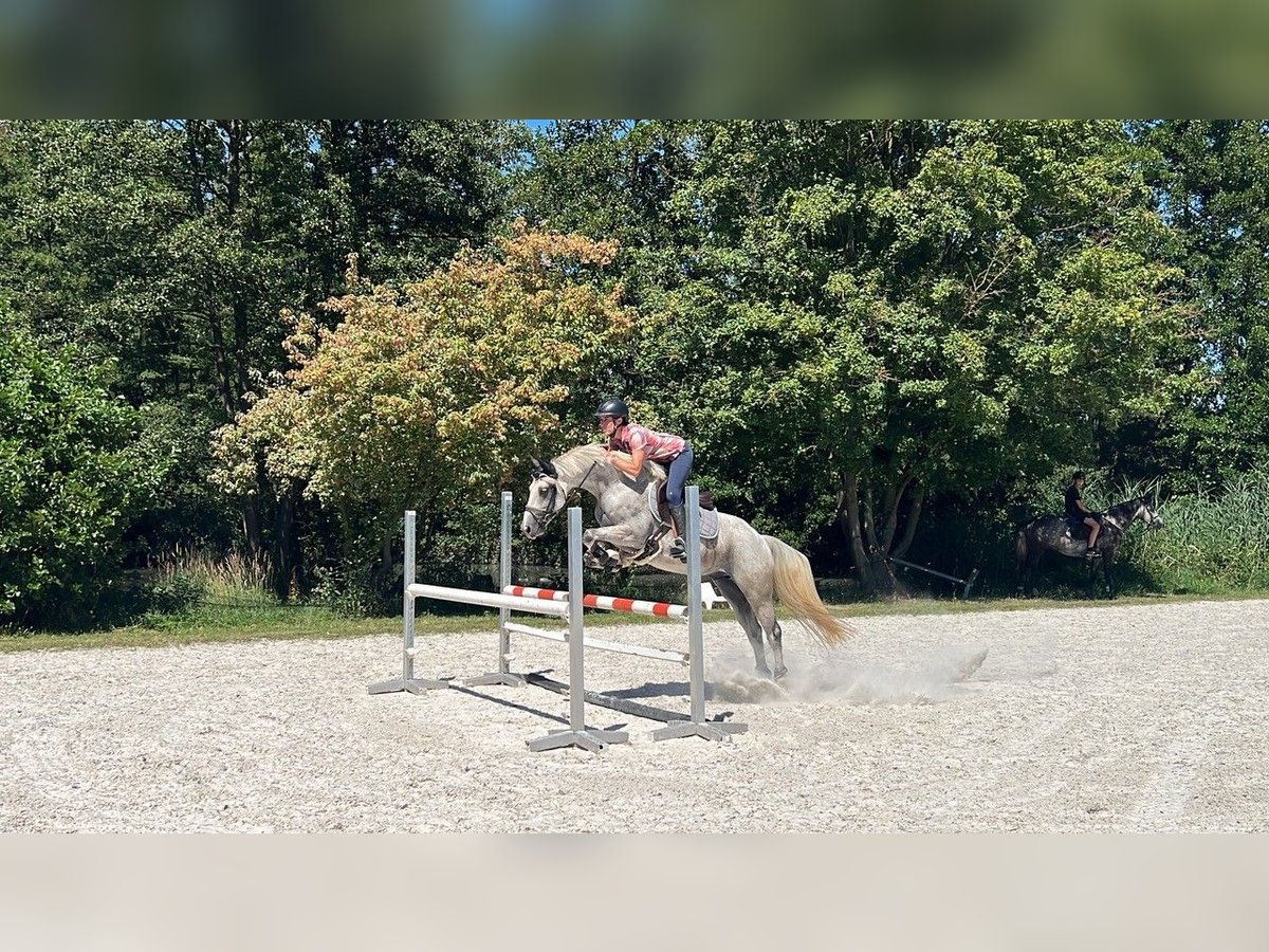 Cavallo sportivo belga Castrone 10 Anni 155 cm Grigio in Brumath