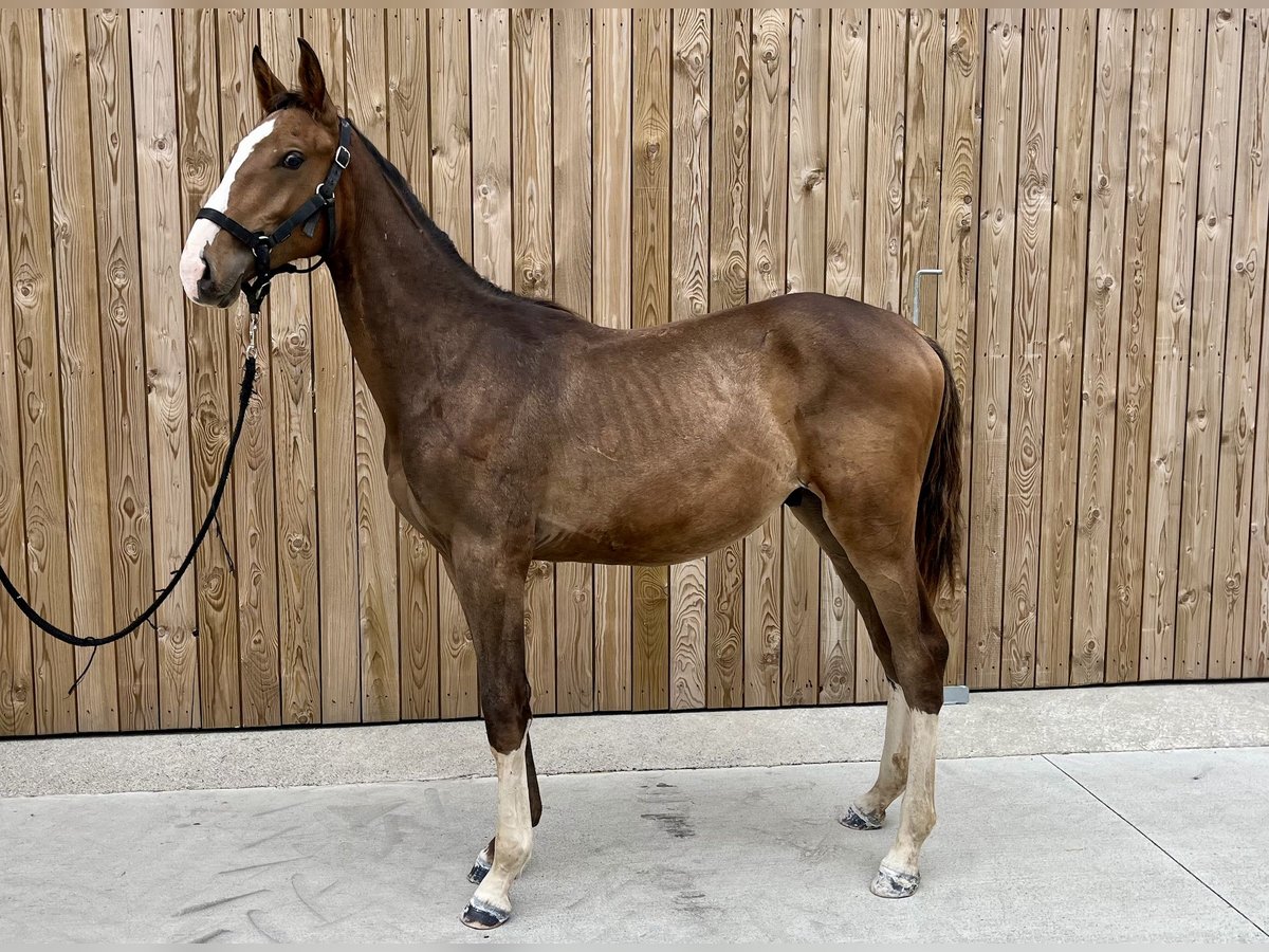 Cavallo sportivo belga Castrone 2 Anni Baio ciliegia in Waremme