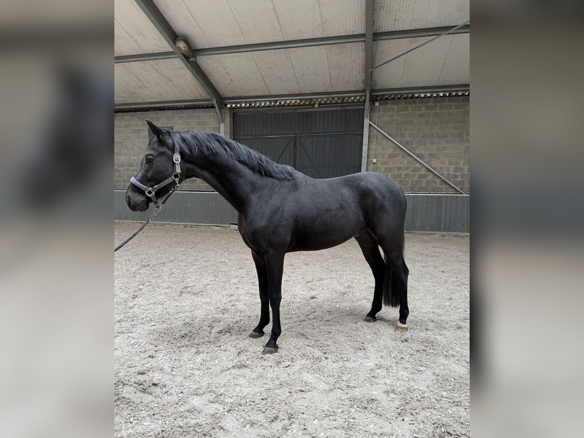 Cavallo sportivo belga Castrone 3 Anni 160 cm Morello in Erps-Kwerps