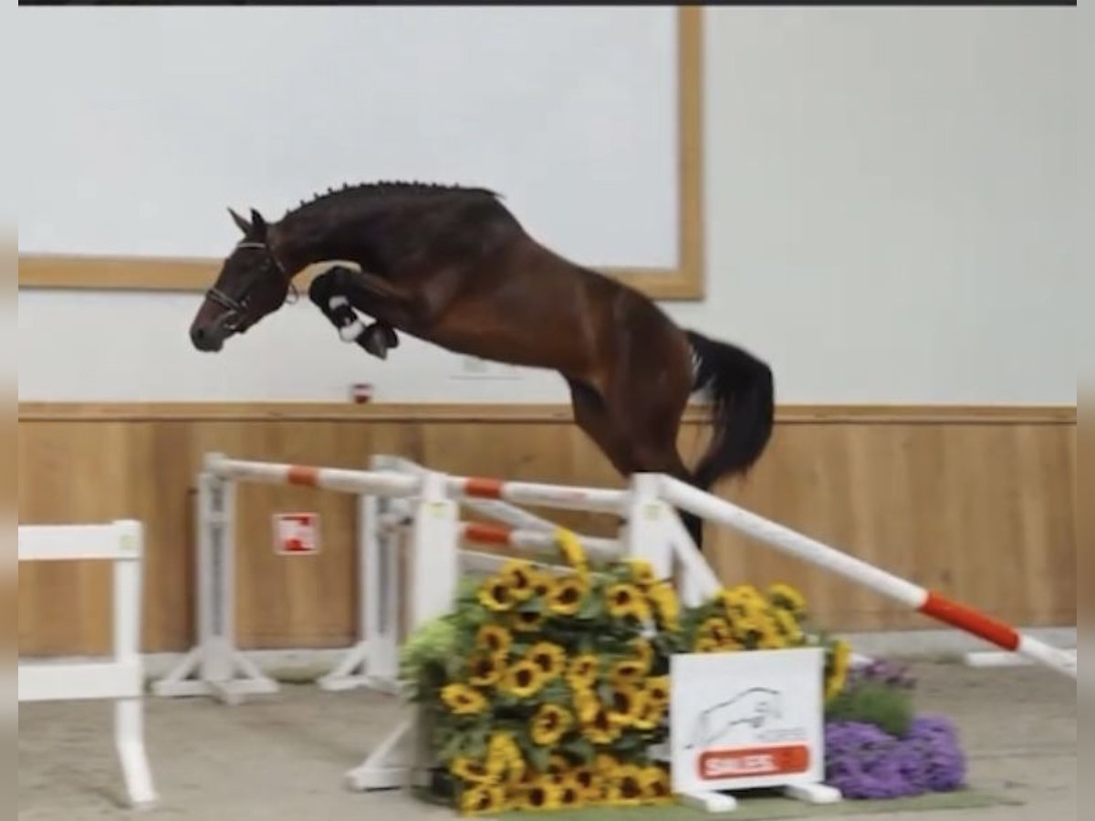 Cavallo sportivo belga Castrone 3 Anni 165 cm Baio scuro in Mannheim Cavallo sportivo belga Castrone 3 Anni 165 cm Baio scuro in Mannheim