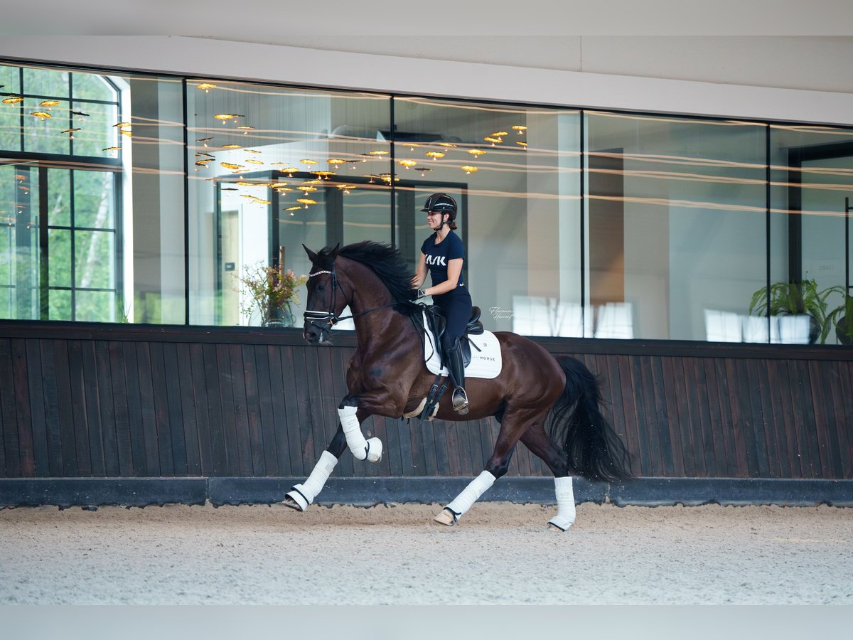 Cavallo sportivo belga Castrone 3 Anni 170 cm Morello in MAASTRICHT