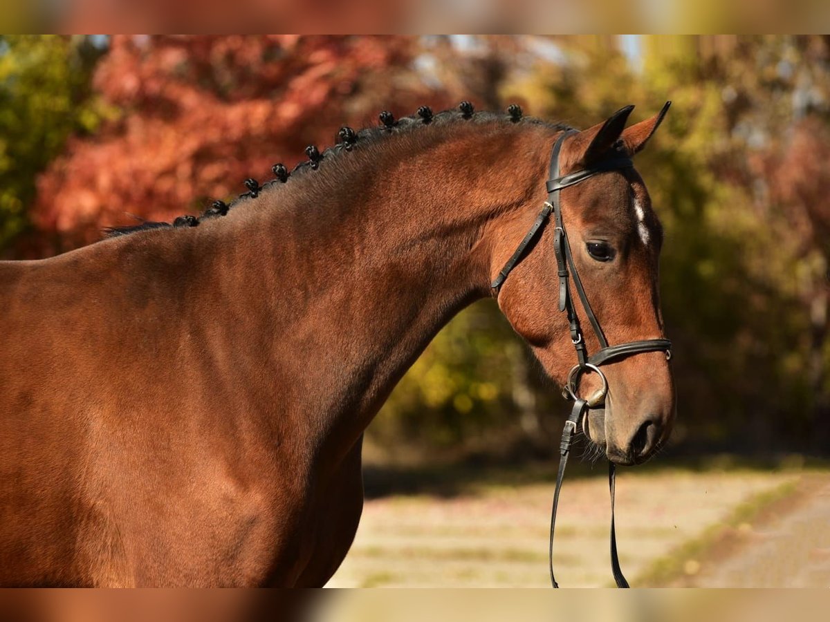 Cavallo sportivo belga Castrone 4 Anni 170 cm Baio in Debrecen Cavallo sportivo belga Castrone 4 Anni 170 cm Baio in Debrecen