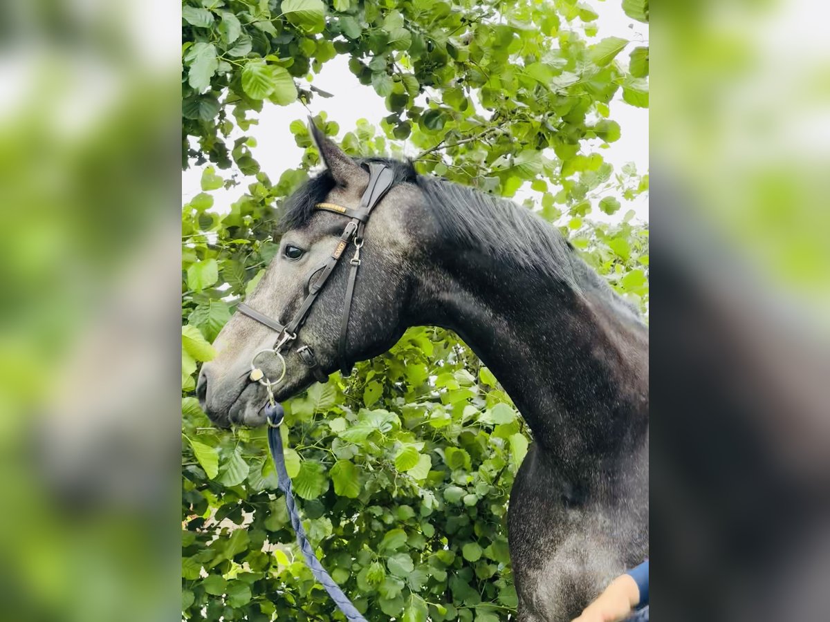 Cavallo sportivo belga Castrone 5 Anni 165 cm Grigio in Maaseik