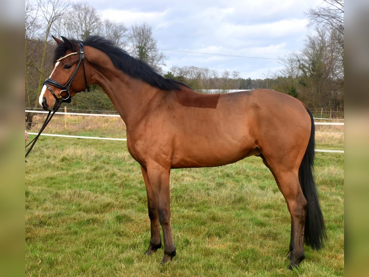 Cavallo sportivo belga Castrone 5 Anni 168 cm Baio in Kaufungen