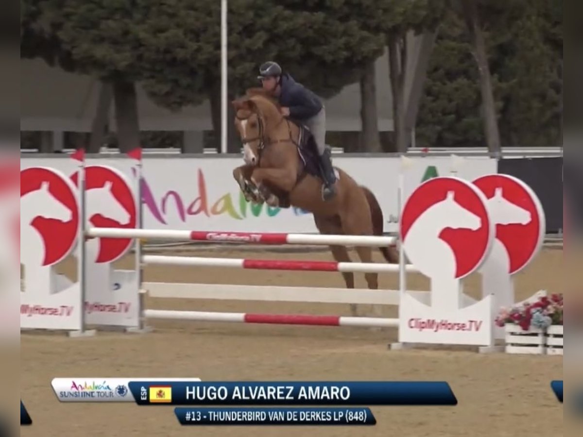 Cavallo sportivo belga Castrone 6 Anni in Brunete