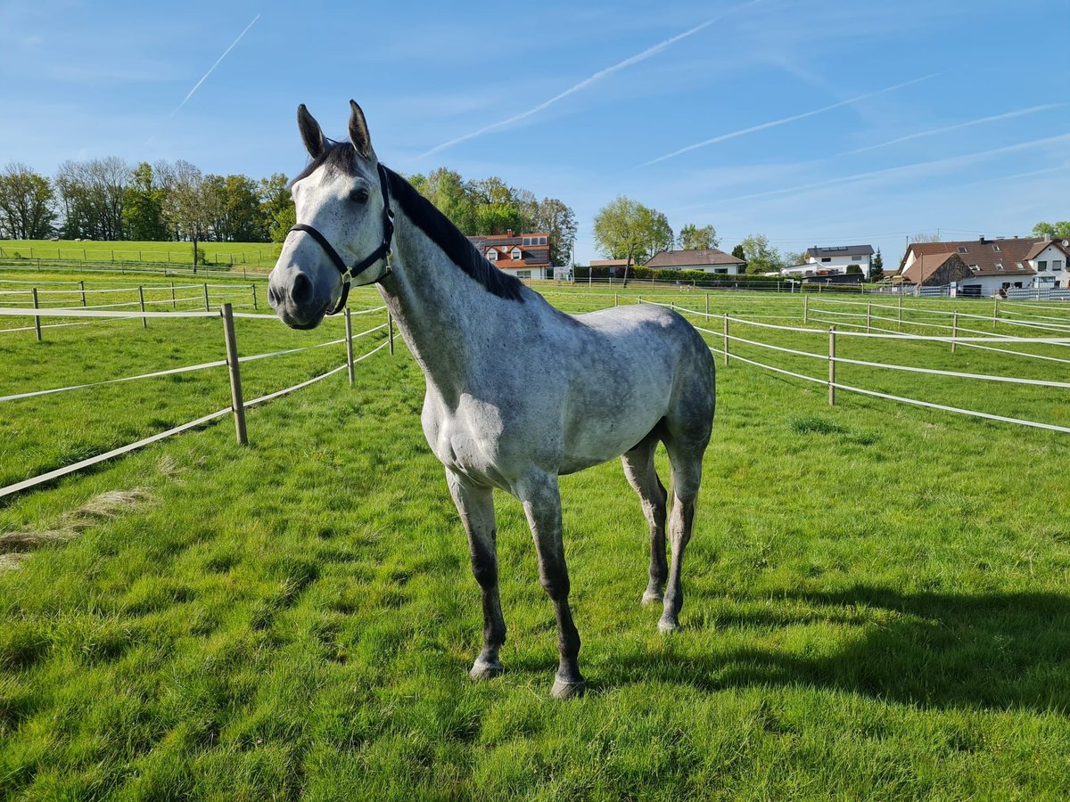 Cavallo sportivo belga Castrone 7 Anni 173 cm Grigio in Landensberg