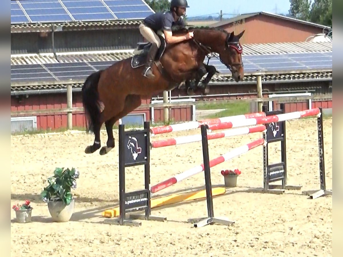 Cavallo sportivo belga Giumenta 10 Anni 171 cm Baio in Bad Dürrheim