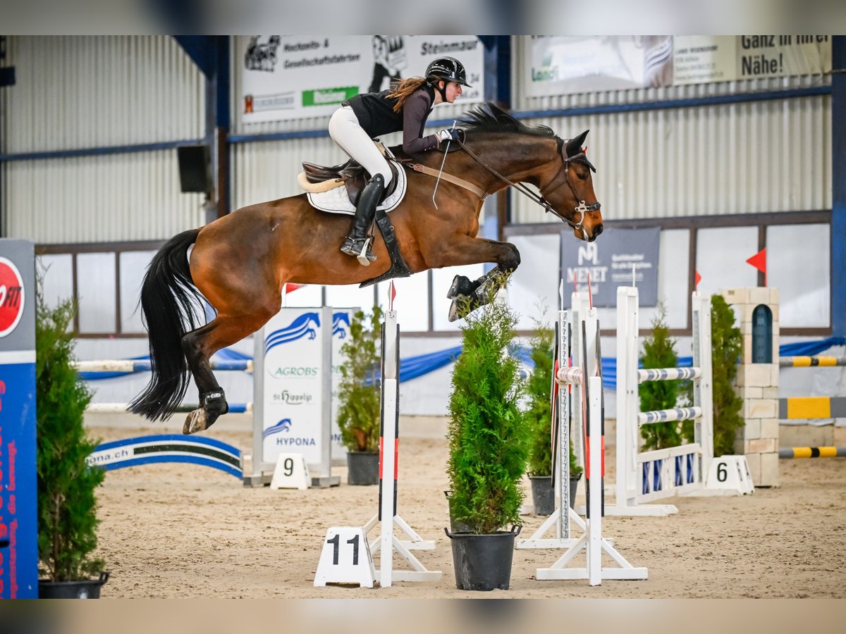 Cavallo sportivo belga Giumenta 10 Anni 173 cm Baio in Uster 1