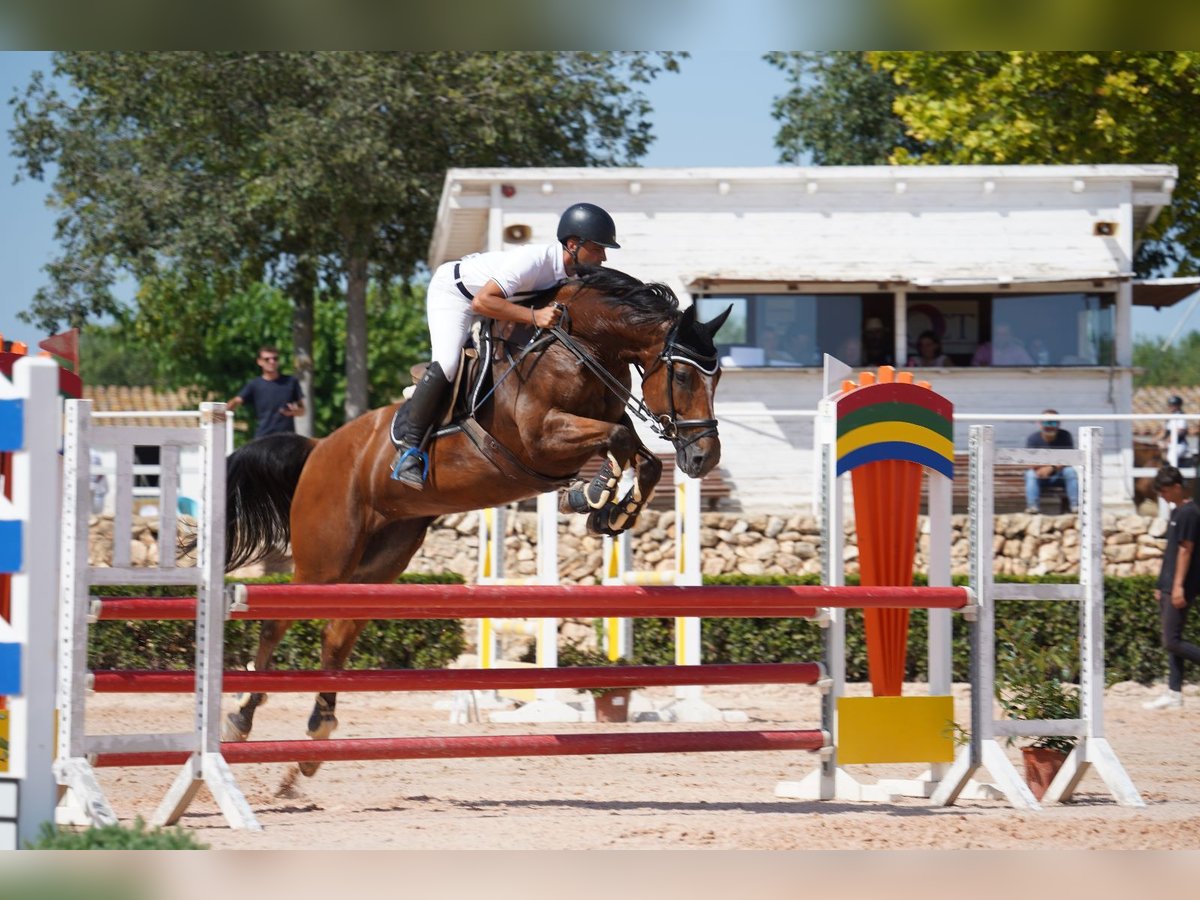 Cavallo sportivo belga Giumenta 11 Anni 165 cm Baio chiaro in Espluga De Francoli, L&#39;