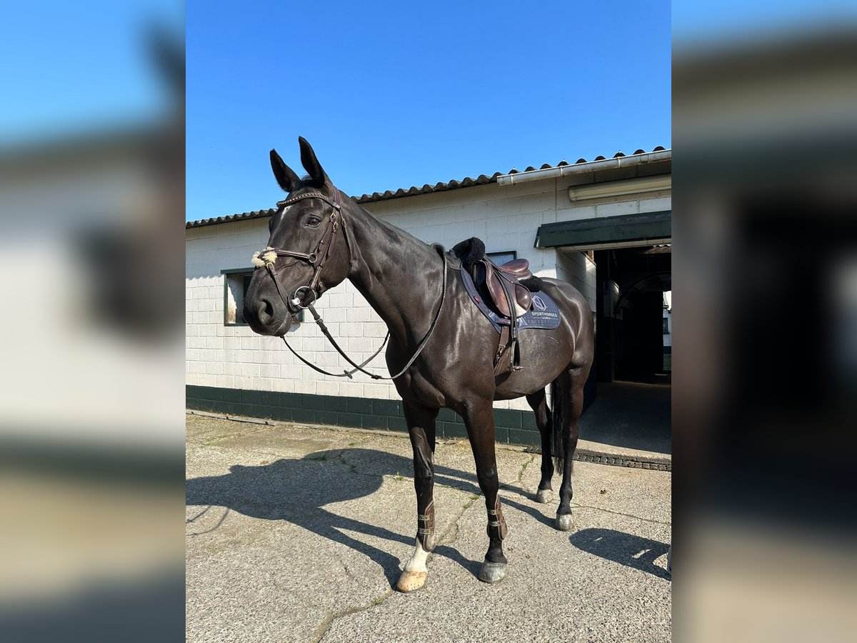 Cavallo sportivo belga Giumenta 15 Anni 175 cm Baio nero in Koblen