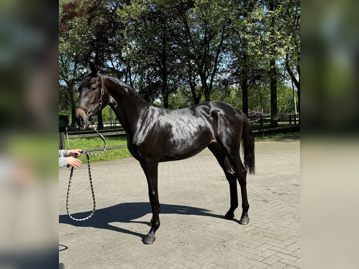 Cavallo sportivo belga Giumenta 2 Anni 170 cm Baio scuro in Gestel. Berlaar
