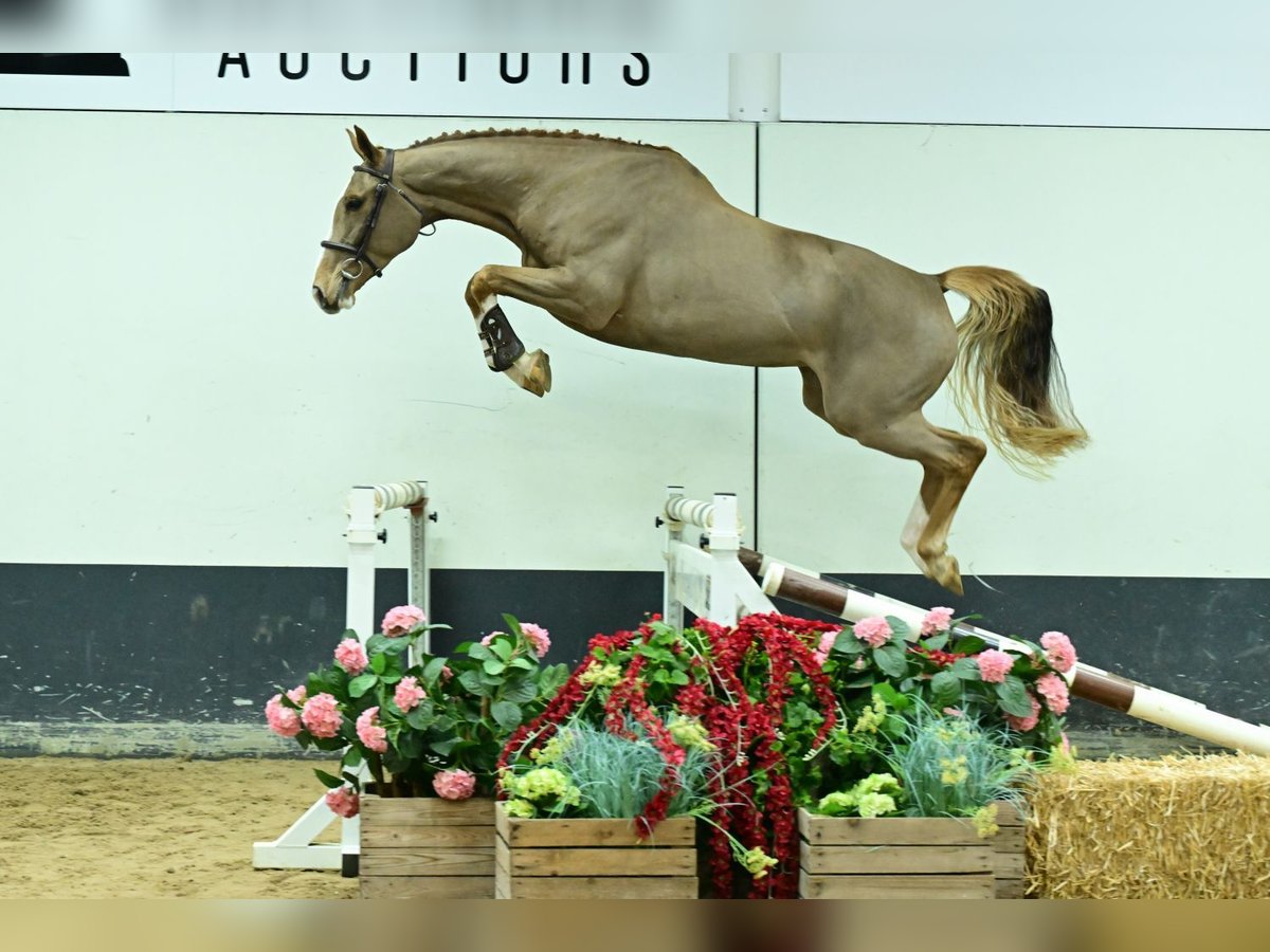 Cavallo sportivo belga Giumenta 4 Anni 166 cm Sauro in Bladel