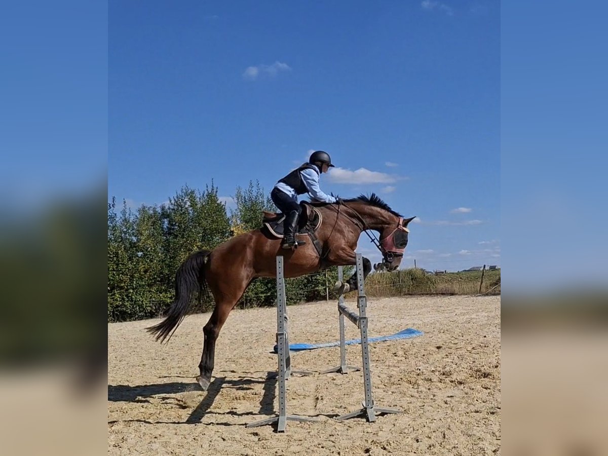 Cavallo sportivo belga Giumenta 5 Anni 170 cm Baio in Ciney