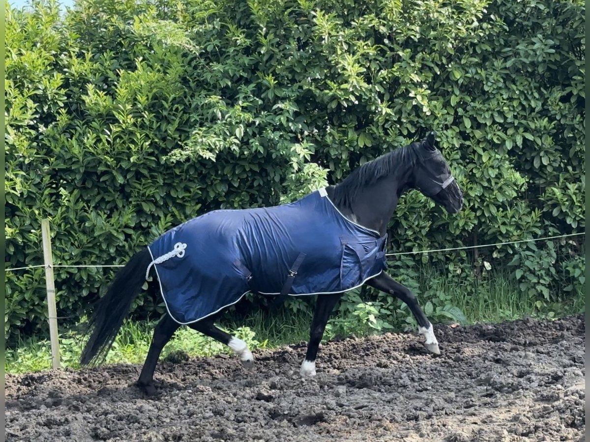 Cavallo sportivo belga Giumenta 9 Anni 165 cm Morello in Waasmunster