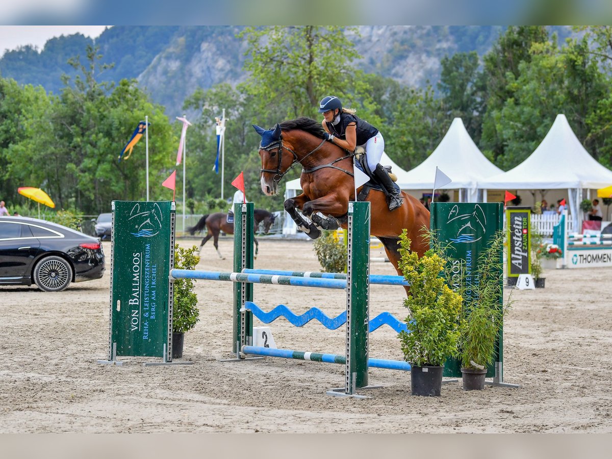 Cavallo sportivo belga Giumenta 9 Anni 172 cm Baio in Muri AG