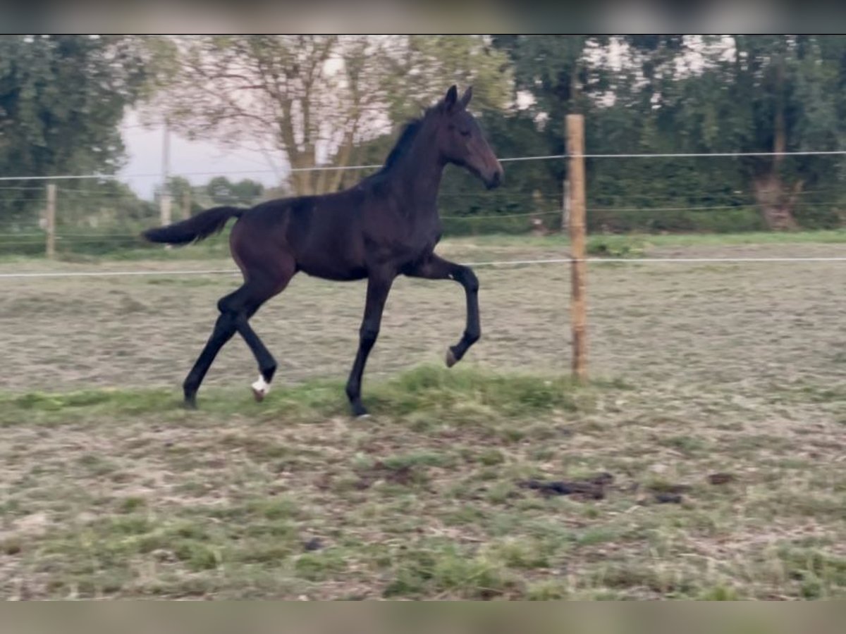 Cavallo sportivo belga Giumenta Puledri (05/2025) Baio in Lessines