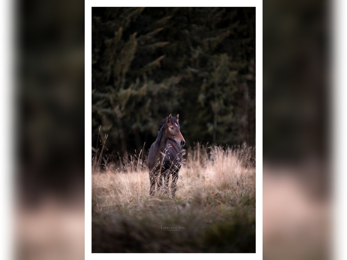 Cavallo sportivo belga Giumenta Puledri
 (03/2024) Può diventare grigio in Vielsalm