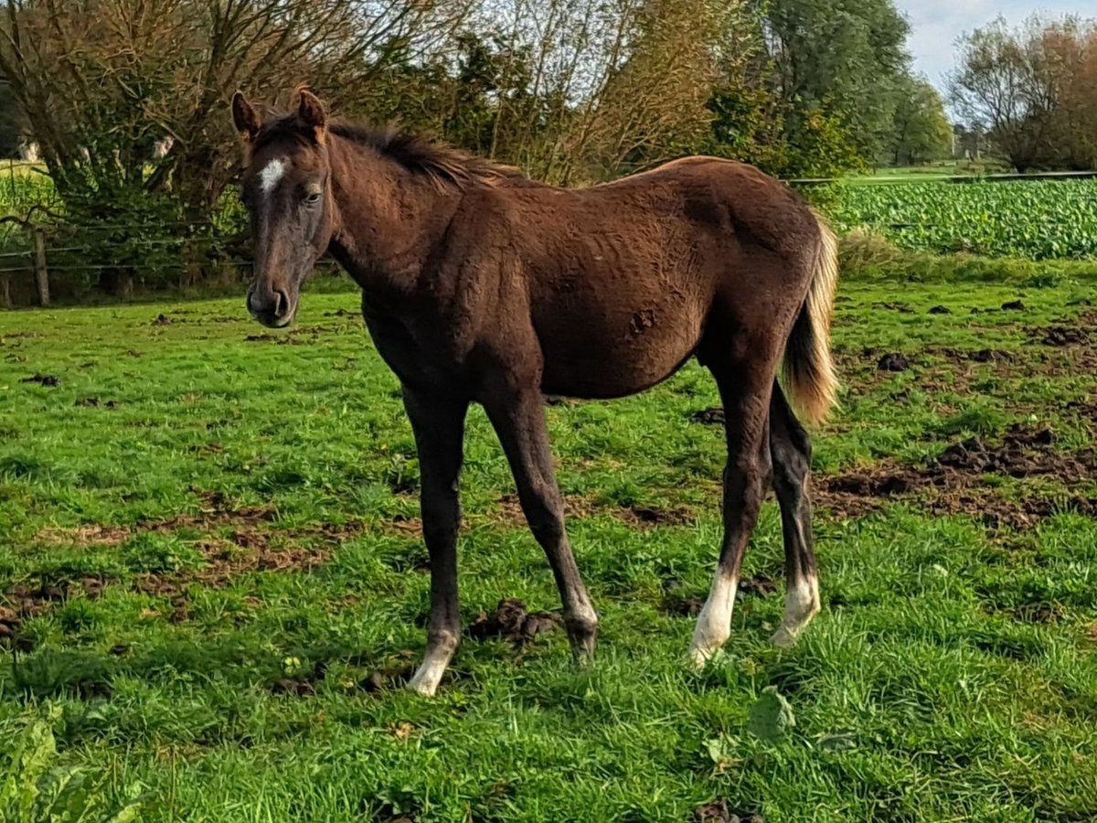 Cavallo sportivo belga Stallone 1 Anno Grigio in Borsbeek